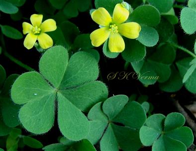  Leaf and Flowers
